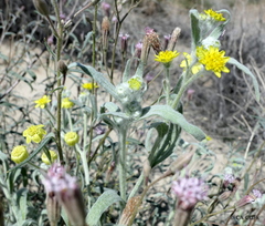 Baileya pauciradiata