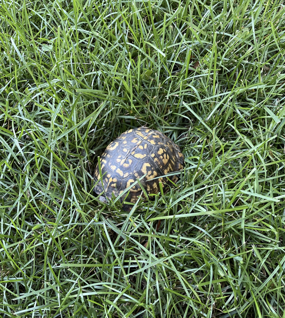 Eastern Box Turtle in October 2023 by rchristensen11 · iNaturalist