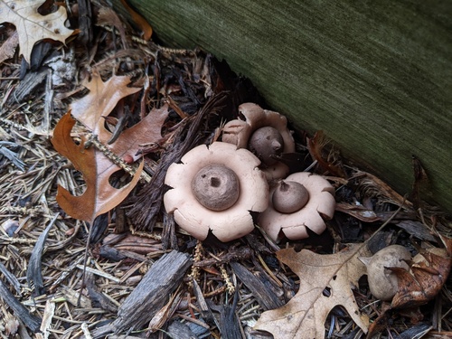 Geastrum morganii (Photo 5 of 5)