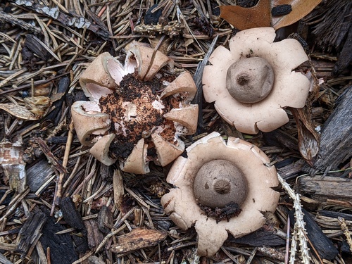 Geastrum morganii (Photo 4 of 5)