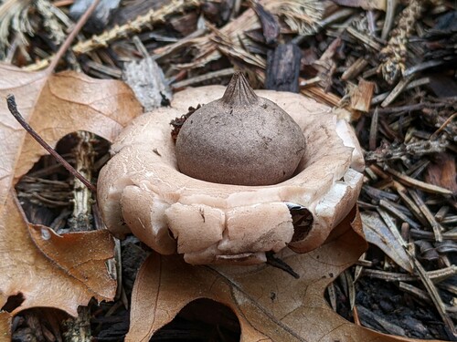 Geastrum morganii (Photo 3 of 5)