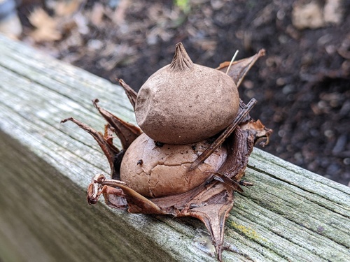 Geastrum morganii (Photo 2 of 5)