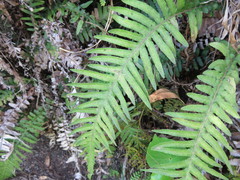 Blechnum kermadecense