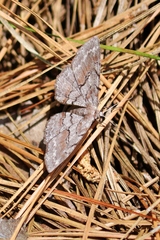 Iridopsis vellivolata