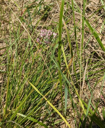 Allium sacculiferum, photograph 5