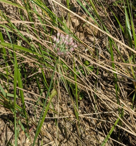 Allium sacculiferum, photograph 4