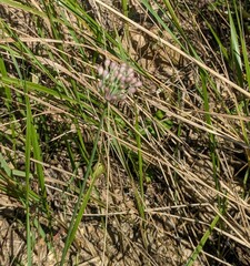 Allium sacculiferum, photograph (c) Repina Tatyana, some rights reserved (CC BY)