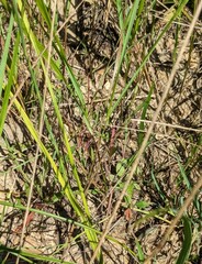 Allium sacculiferum, photograph (c) Repina Tatyana, some rights reserved (CC BY)