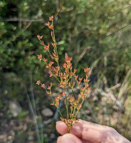 Juncus papillosus (Juncus papillosus)