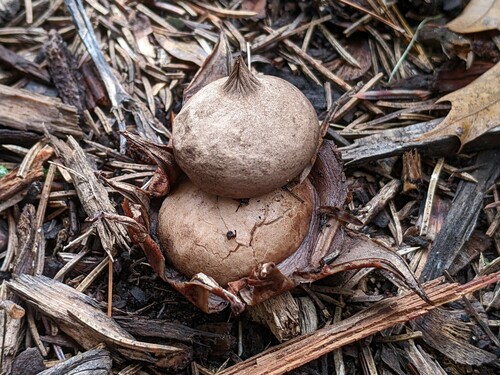 Geastrum morganii