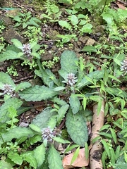 Ajuga taiwanensis
