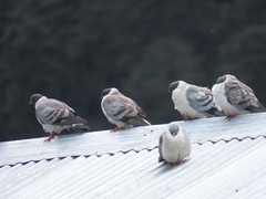 Snow Pigeon photo 3