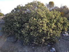 Arctostaphylos viscida
