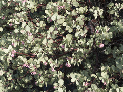 Arctostaphylos viscida