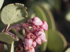 Arctostaphylos viscida