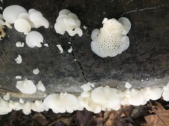 Favolaschia pustulosa