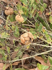 Disholcaspis spongiosa