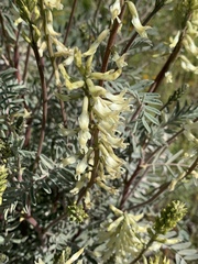 Astragalus oxyphysus