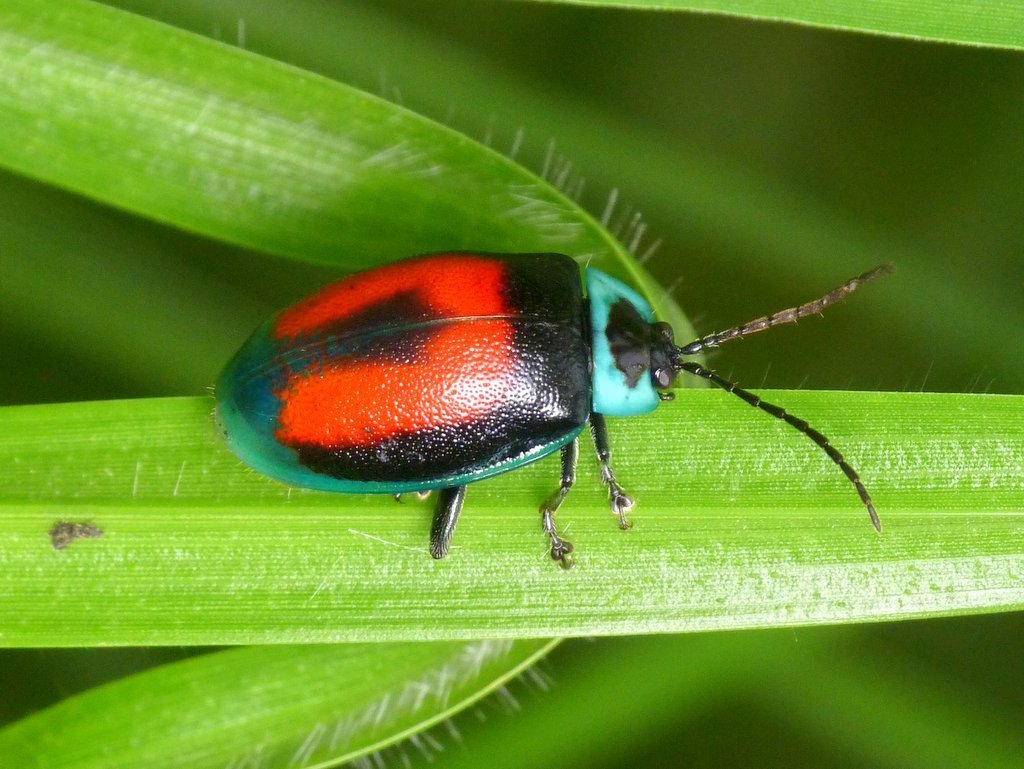 Aspicela