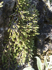 Selaginella wallacei