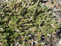 Selaginella wallacei