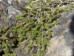 Selaginella wallacei