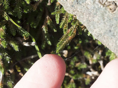 Selaginella wallacei