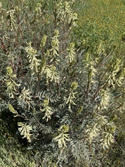 Astragalus oxyphysus
