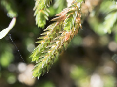 Selaginella wallacei