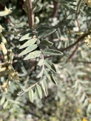 Astragalus oxyphysus