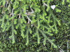 Selaginella wallacei