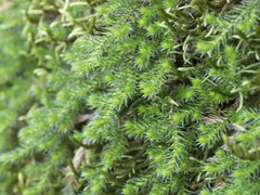 Selaginella wallacei