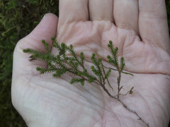 Selaginella wallacei