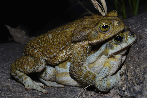 Argentine Toad