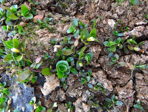 Image of Bacopa rotundifolia by (c) Annika Lindqvist, some rights reserved (CC BY)