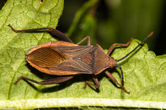 Athaumastus