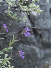 Boechera breweri breweri