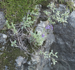 Boechera breweri breweri