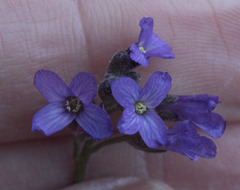 Boechera breweri breweri