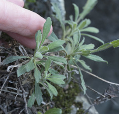 Boechera breweri breweri