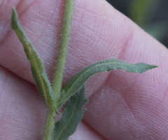 Boechera breweri breweri