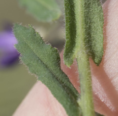 Boechera breweri breweri