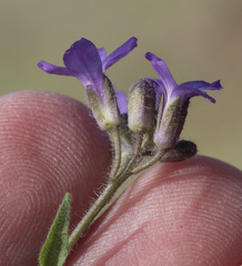 Boechera breweri breweri