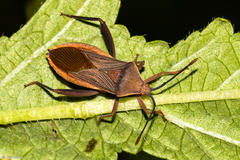 Athaumastus
