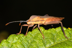 Athaumastus