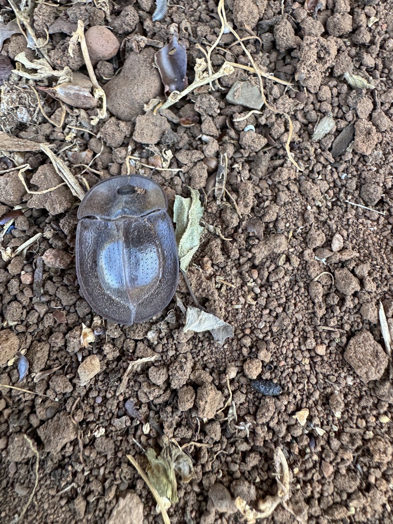 Pie-dish Beetles in October 2023 by netviper · iNaturalist