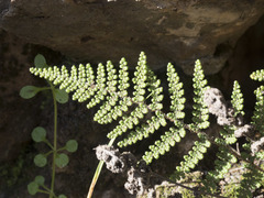 Myriopteris covillei