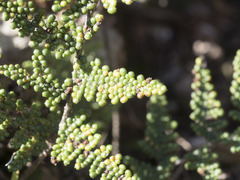 Myriopteris covillei