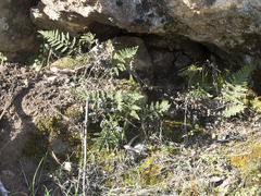 Myriopteris covillei