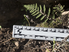 Myriopteris covillei